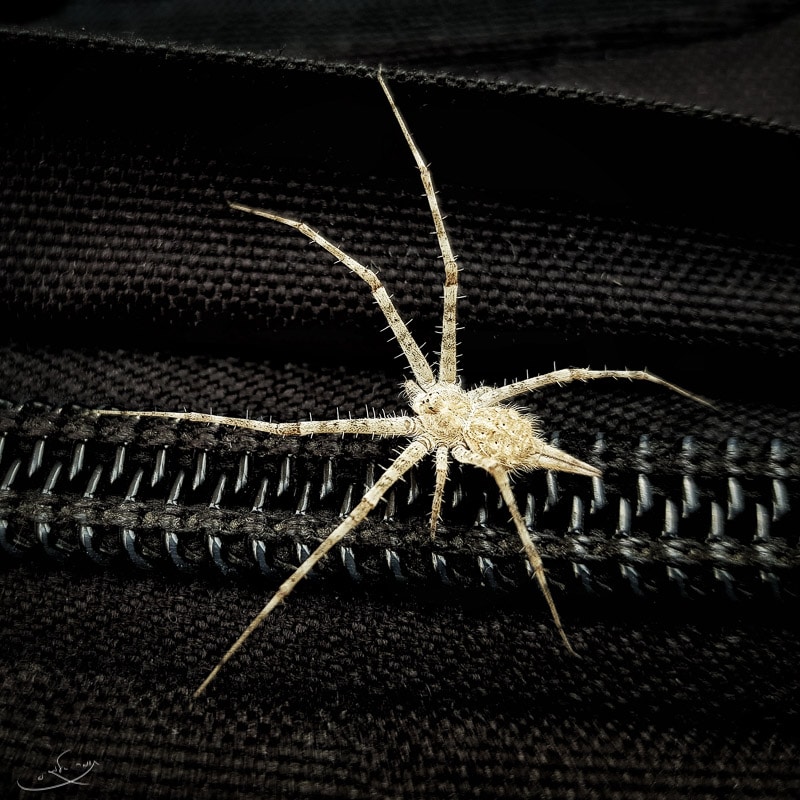 צילום בסמארטפון - עכביש על רוכסן
